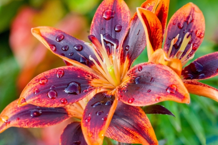 Lilies - lilies, water, orange, flowers, drops