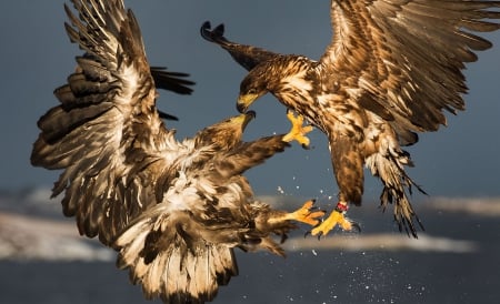 Fight - birds, eagles, Fight, sky