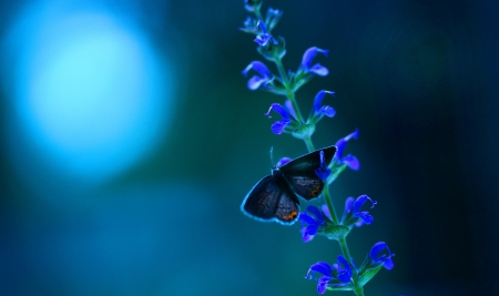 Blue Nature - nature, butterfly, macro, blue, flowers