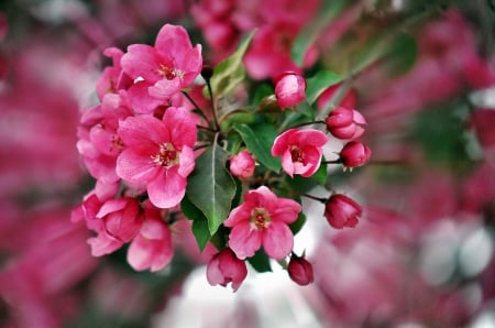 Spring Flowers - flakes, flowers, pink, spring