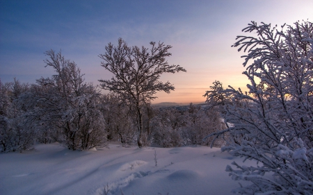 *** Winter *** - snow, trees, winter, nature