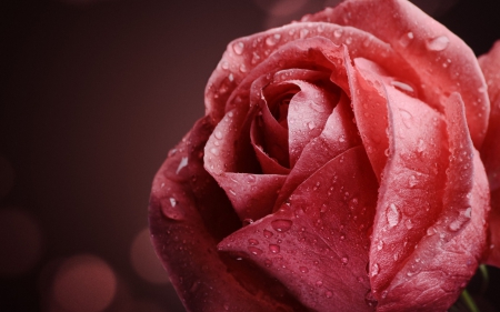 ♥♥♥ - flowers, rose, flower, nature