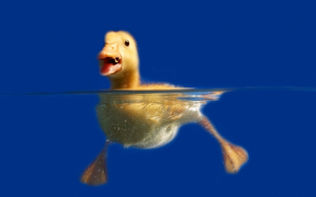 litle duck - duck, art, litle duck, wallpaper