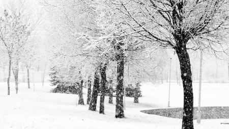 Winter at the Park - path, trees, winter, cold, snow, park, icy