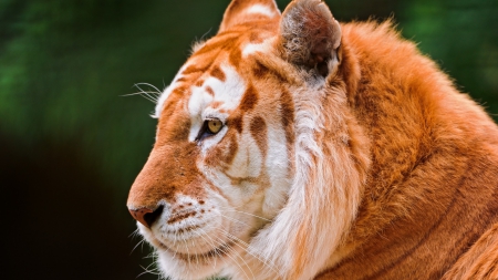 el tigre - big cats, animal, predator, beautiful, tiger, wallpaper