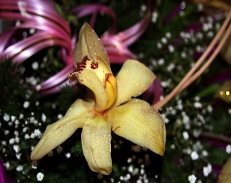 Orchid - orchid, yellow, petals, Flower