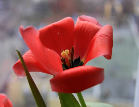 Red Tulip - tulip, red, petals, single