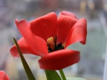 Red Tulip