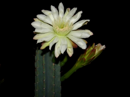 Cactus Flower In Bloom - bloom, flower, petals, cactus