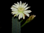 Cactus Flower In Bloom