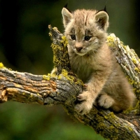 Lynx Cub