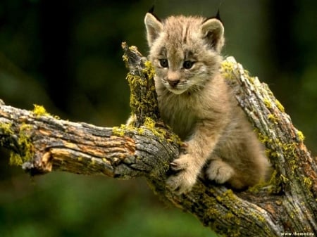 Lynx Cub - nature, beauty, animals, cats