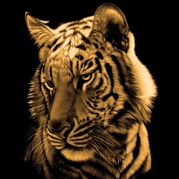 Golden Tiger
