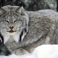 Canadian Lynx