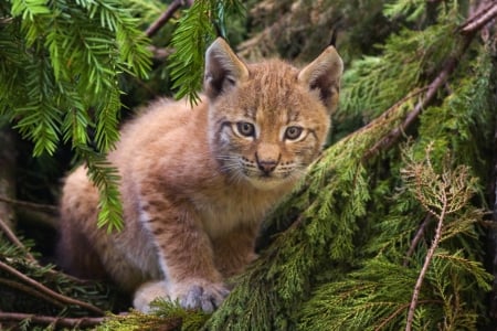 Lynx Cub - CUB, NATURE, BEAUTY, ANIMALS