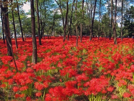 Red Flowers - nature, forest, japan, saitama, japanese, flowers