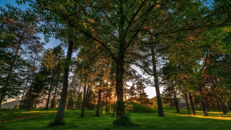 sunset through a grassy forest - sunset, forest, grass, mounds