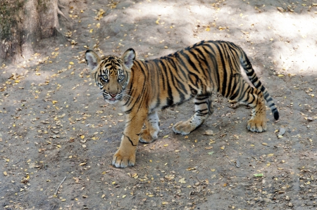 â™¥â™¥â™¥ Little tiger â™¥â™¥â™¥ - cats, animal, animals, tiger, cat, wild