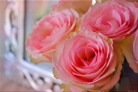 *** Pink roses *** - flower, roses, pink, flowers, nature