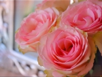 *** Pink roses ***