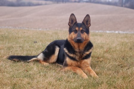 German Shepherd - nature, dogs, animals, photography