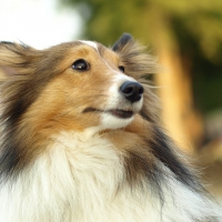 longhaired dog