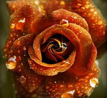 fresh rose - nature, brown, roses, photography, flowers, drops