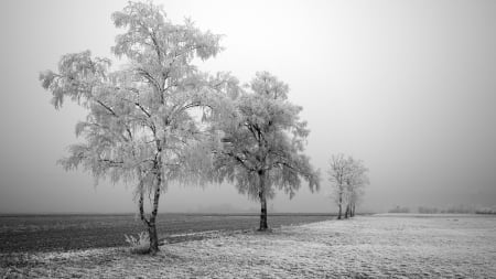 winter - frosty, landscape, trees, winter, wallpaper, mist, hd, nature, cloud, snow, holiday, tree, frozen, scene