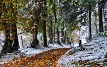 Between Autumn and Winter - autumn, trees, winter, autumn leaves, path, nature, autumn colors, fall, forest, winter time, woods, snow, splendor, snowy