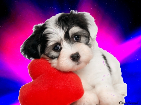 PUPPY LOVE - LOVE, CUSHION, PUPPY, HEART