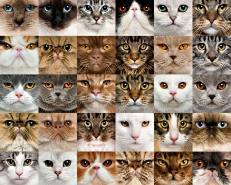 Cats portrait - cute, faces, cat, animals