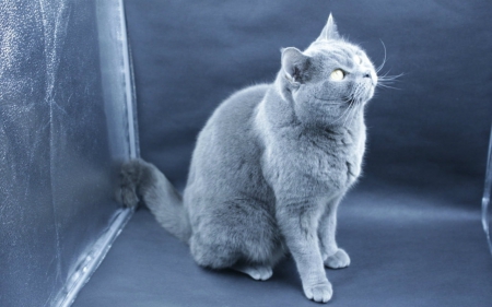 Cute cat - cat, animals, gray, cute