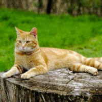 Cute cat resting