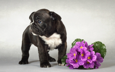 Cute dog - cute, dog, bouquet, animals