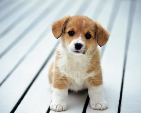 Cute pup - dog, pup, animals, look