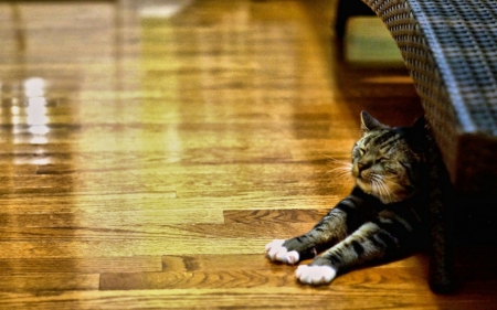 Funny cat - funny, animals, cute, floor, cat