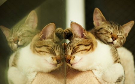 Cats reflection - cat, animals, cute, reflection