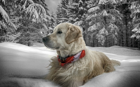 Dog in the snow - snow, dog, tree, animals