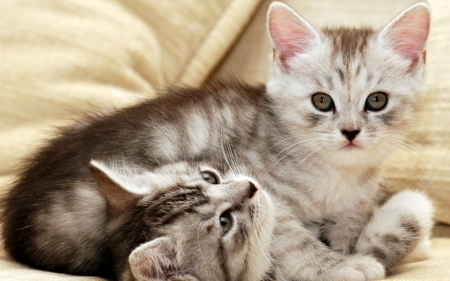 Cute cats - cats, kittens, animals, cute