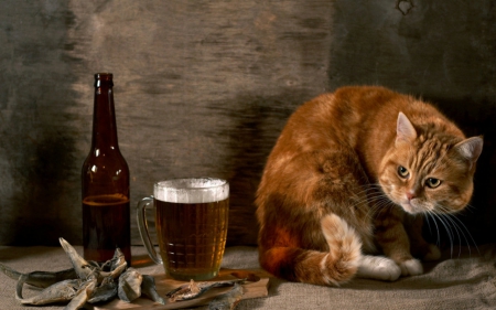 Cats don't like beer - funny, animals, cute, cat, beer, drinks