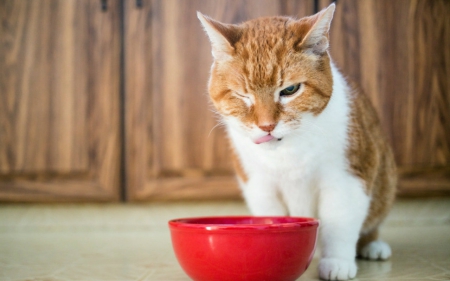 Funny cat - animals, bowl, funny, cat