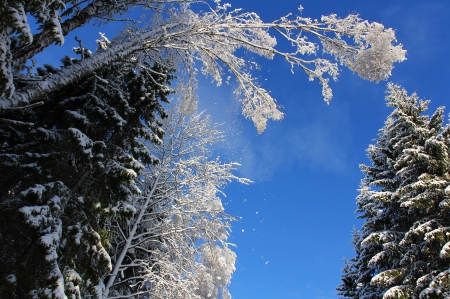 forest winter - winter, nature, blue, hd, snow, forest, tree, sky