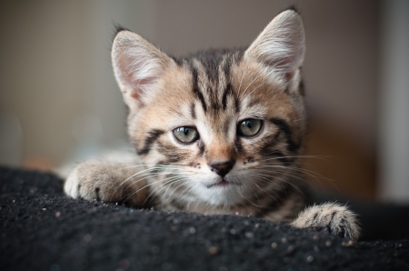 Cat - hat, pretty, cat face, beautiful, beauty, lovely, paws, sweet, cat, kitten, cute, cats, face, sleeping, animals, kitty