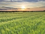 a sea of wheat fields