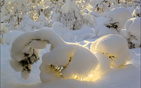 Sunrise on Fresh Snow - nature, sunrise, trees, snow