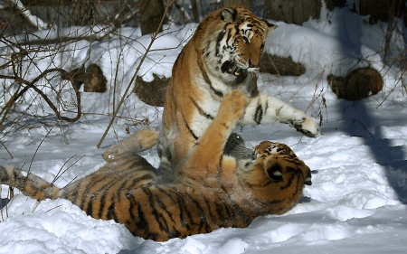 Tigers Playing in the Snow - nature, animals, snow, tigers