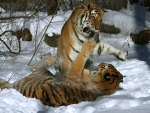 Tigers Playing in the Snow