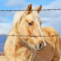 Beautiful Horse from Midway, Utah