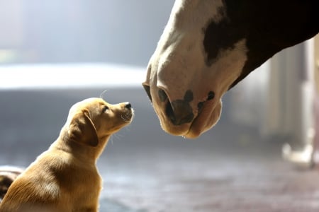 PUPPY LOVE - puppy, love, horse, dog