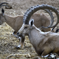 Big Horn Sheep Family